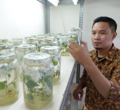 Kembangkan Varietas Unggul Ubi Kayu melalui Teknologi Genome Editing, Periset Pusat Riset Bioteknologi BRIN Gandeng Periset Liverpool John Moores University