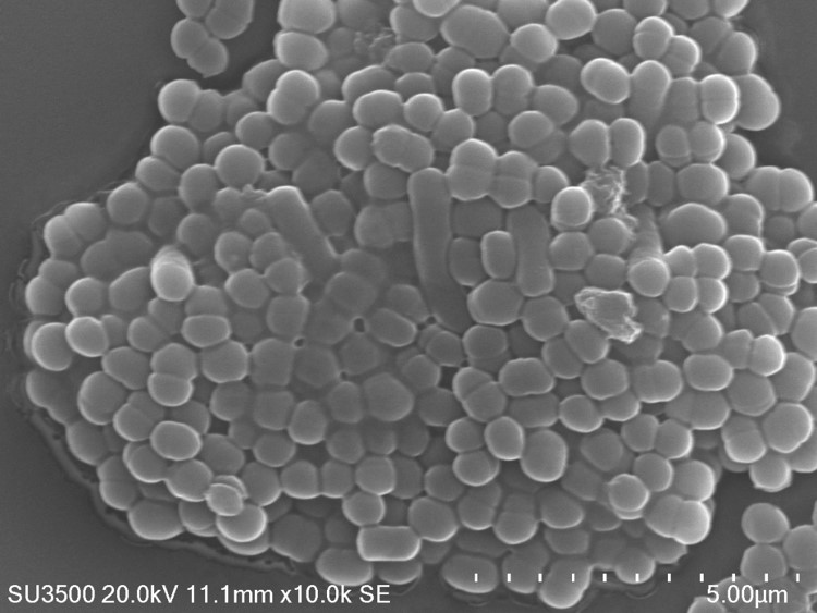 Layanan Pengujian SEM 