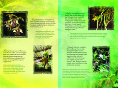 desainbrosuranggrek2