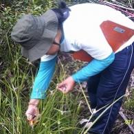 Hanjalutung vegetasi2