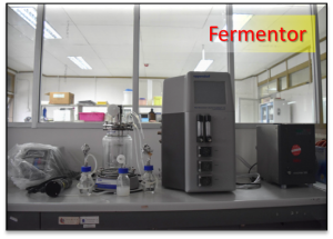 Fermentor