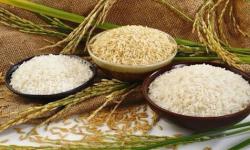 Mengulas Peran Strategis Beras di Negara Vietnam