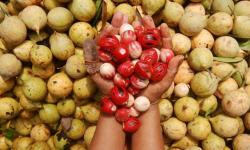 Rempah, Alat Niaga Pendorong Pertemuan Lintas Bangsa