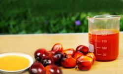 Media dan Perubahan Persepsi Masyarakat Eropa Terhadap Kelapa Sawit