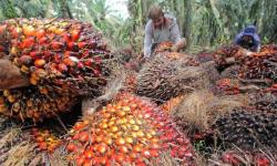 Potensi Dampak Penerapan RED II Terhadap Perekenomian Indonesia