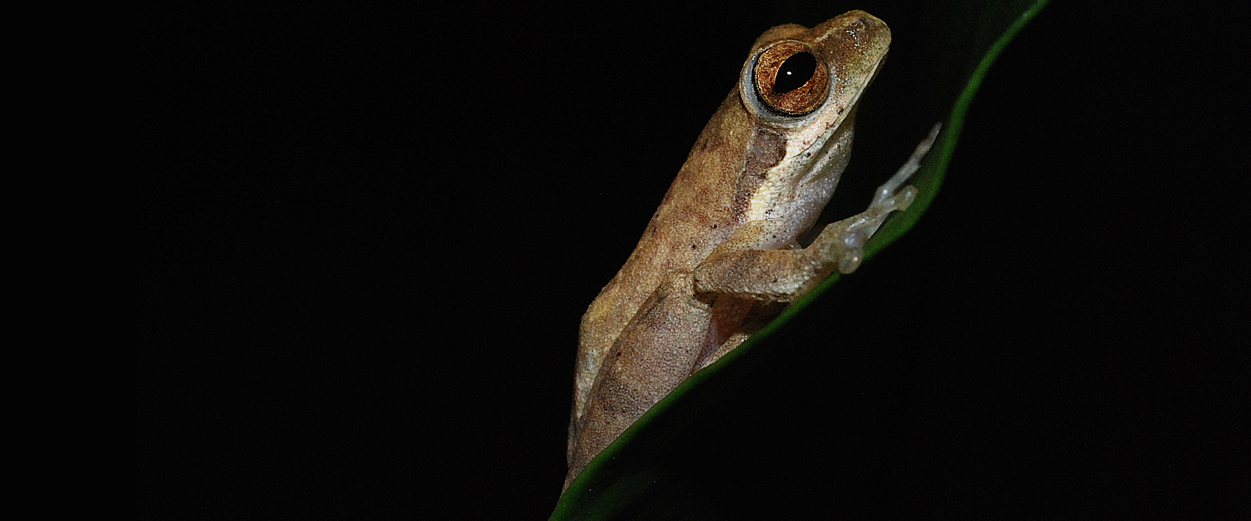 Penemuan Katak-pucat pantaiselatan dari Hutan Dataran Rendah Jawa