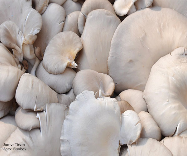 Media Briefing WNPG XI : Jamur dan Pisang Sumber Alternatif Pangan Bergizi